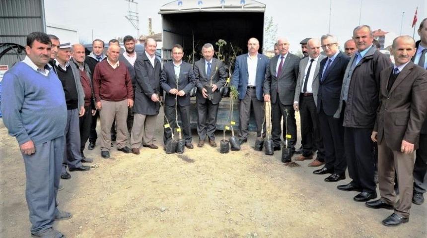 B&uuml;y&uuml;kşehirden &Ccedil;ift&ccedil;iye Bin Ceviz Fidanı Desteği