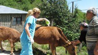 Giresun Gıda, Tarım Ve Hayvancılık Müdürlüğü Keneye Karşı Uyardı.