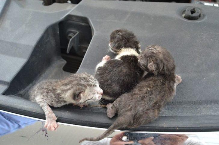 Otomobilin Motorundaki Yavru Kediler Kurtarıldı G1
