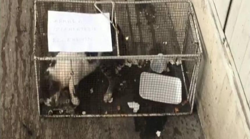 Markete Giren Kediyi Kafese Hapsettiler