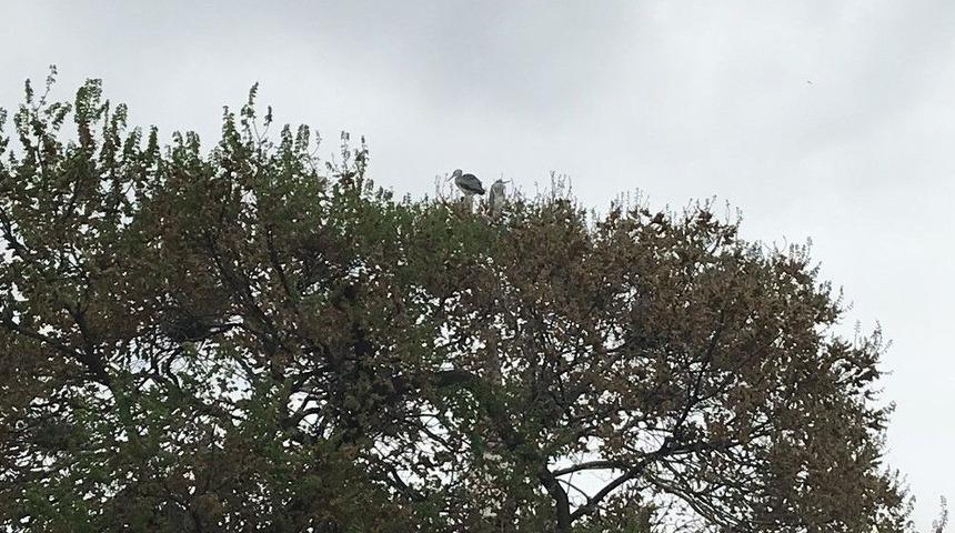 Balık&ccedil;ıl Kuşuna Vatandaşlar Sahip &Ccedil;ıktı