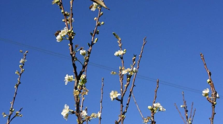 Erik Ağacı Aralık Ayında &Ccedil;i&ccedil;ek A&ccedil;tı