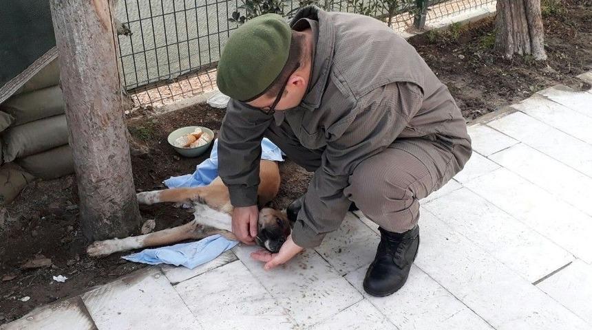 Kazada Yaralanan K&ouml;peğe Jandarma Sahip &Ccedil;ıktı