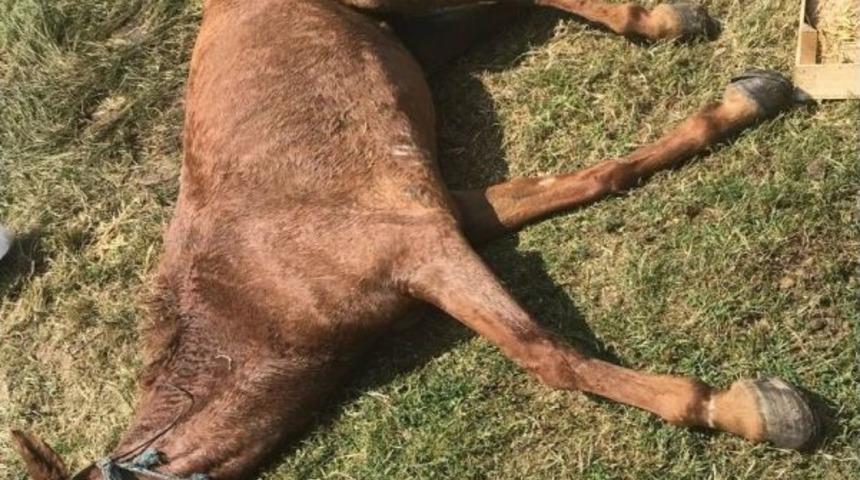 Göktürk’te Ölüme Terk Edilen At Kurtarıldı