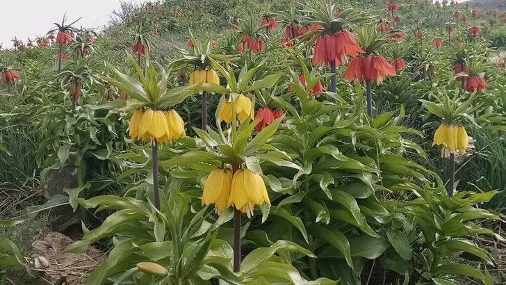 (özel Haber) - Van’da ‘hüzün Çiçeği’ Ters Laleler Açtı G1