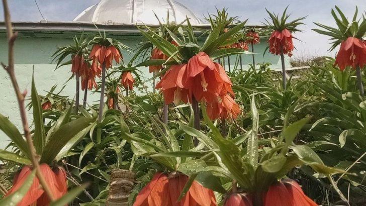 (özel Haber) - Van’da ‘hüzün Çiçeği’ Ters Laleler Açtı G3