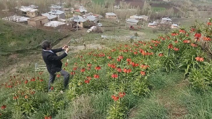 (özel Haber) - Van’da ‘hüzün Çiçeği’ Ters Laleler Açtı G4