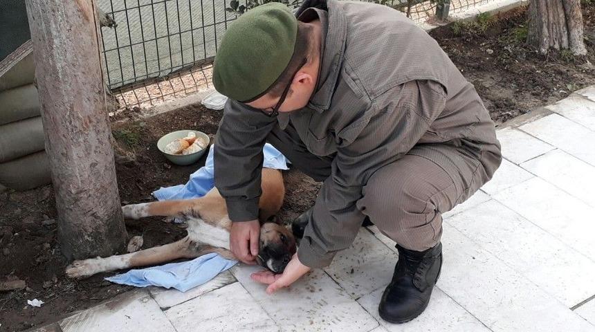 Yaralı K&ouml;peğe Jandarma Şevkati
