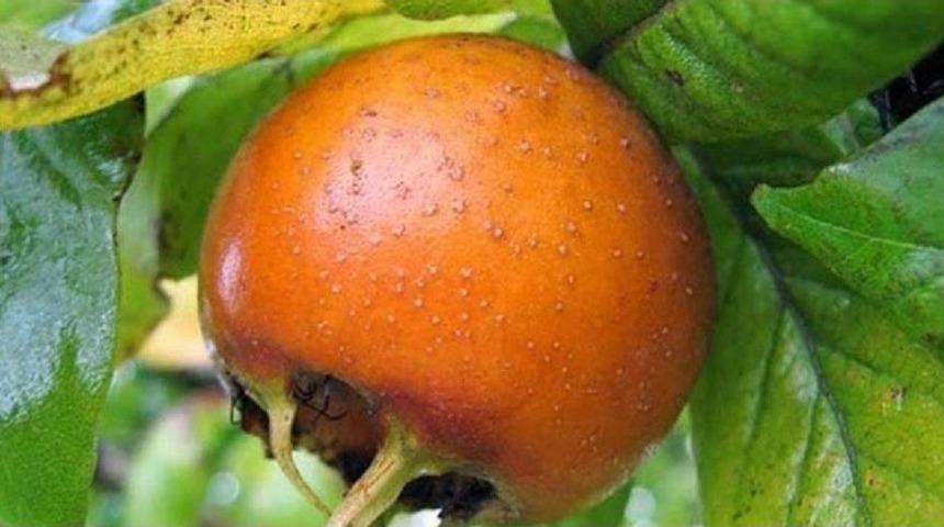 Muşmula &Ccedil;ayı Binbir Derde Deva