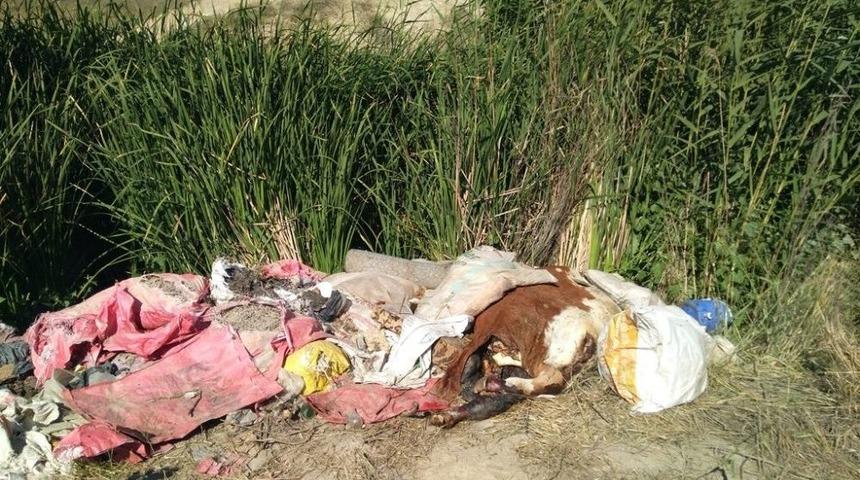 Tarım Arazilerinin Olduğu Boş Alana Atılan Hayvan Leşi Mikrop Sa&ccedil;ıyor