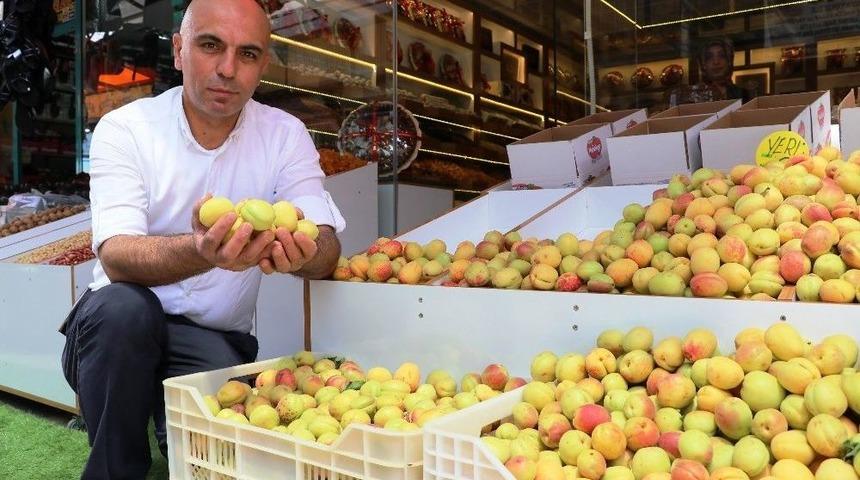 Elma Büyüklüğündeki Kayısılar Görenleri Şaşırtıyor