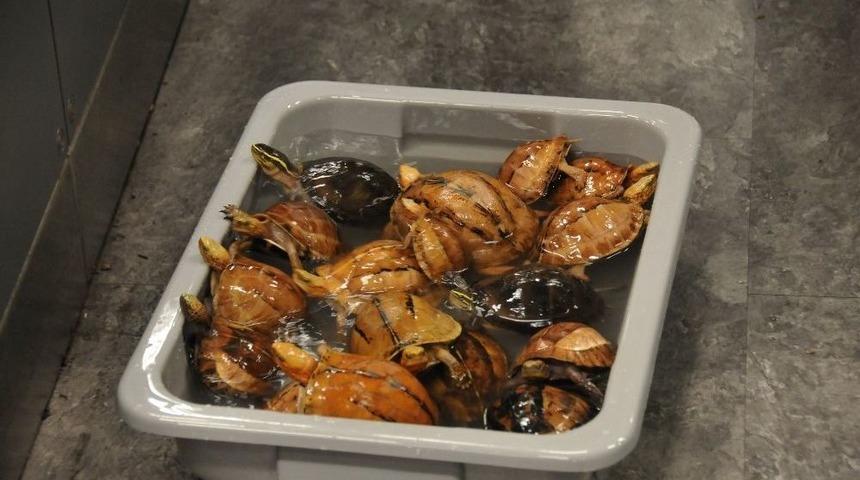 Havalimanında Yolcu Bagajından Burma Piton Yılanı Çıktı