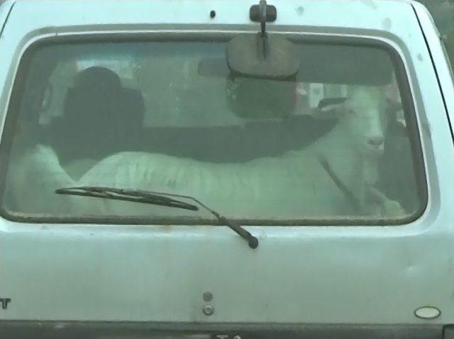Keçilerin Minibüsle Yolculuğu