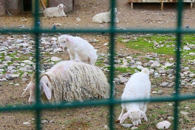 Keçiören’e Bahar Geldi