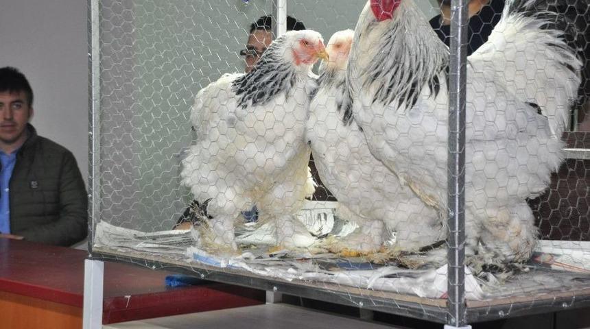 Sandıklı&rsquo;da S&uuml;s K&uuml;mes Hayvanları A&ccedil;ık Arttırma İle Satıldı