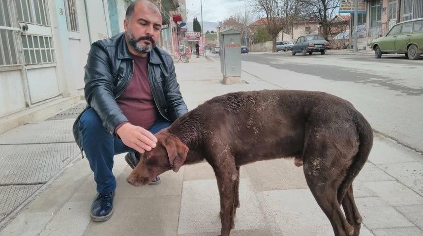 Vicdansızların Eziyet Ettiği K&ouml;peğe Esnaf Sahip &Ccedil;ıktı