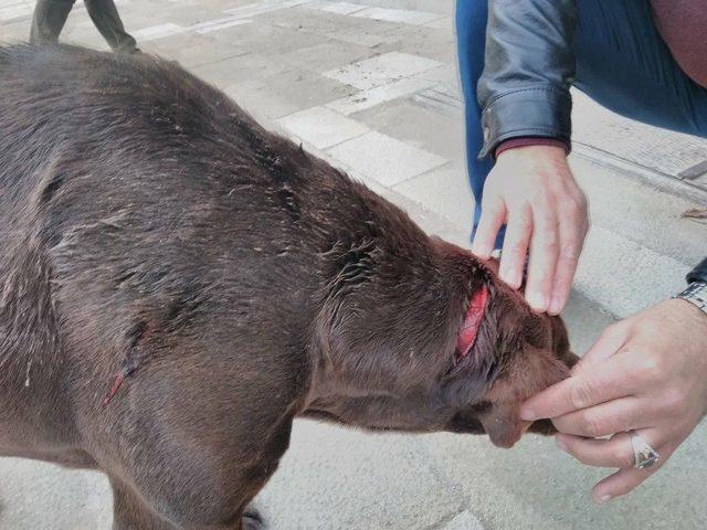 Vicdansızların Eziyet Ettiği Köpeğe Esnaf Sahip Çıktı