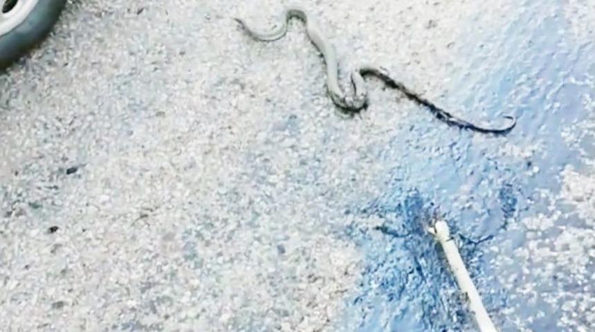 Eriyen Asfalta Yapışan Yılanı Vatandaş Kurtardı