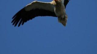 Beypazarı Küçük Akbabaları Karşılıyor