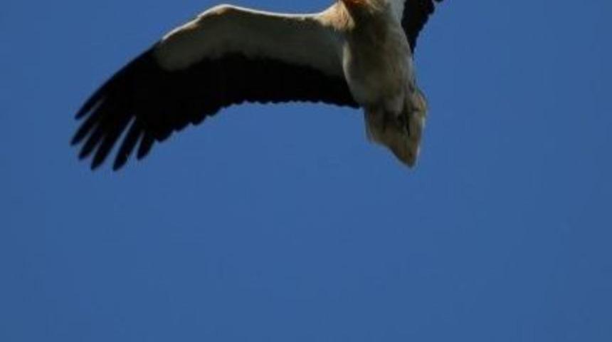 Beypazarı Küçük Akbabaları Karşılıyor