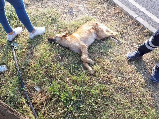 Köpeğe Çarpmamak İçin Fren Yapınca, 4 Araç Birbirine Girdi