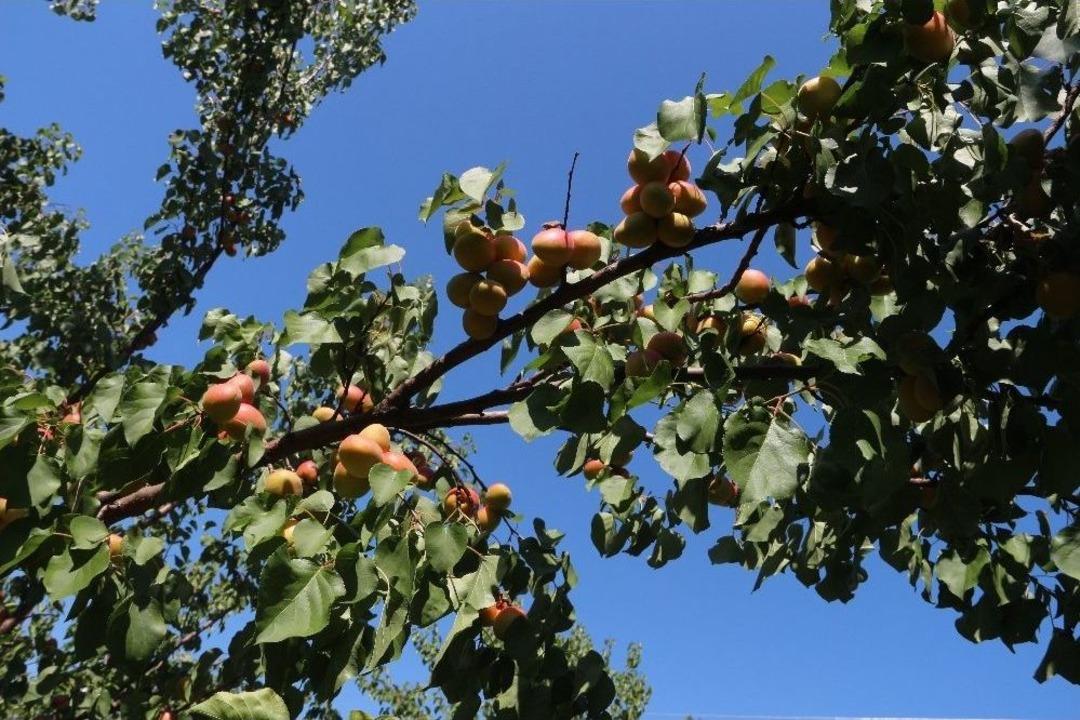 Kayısı 80 Kuruşa D&uuml;şt&uuml;