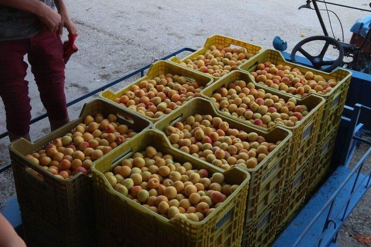 Kayısı 80 Kuruşa Düştü G1