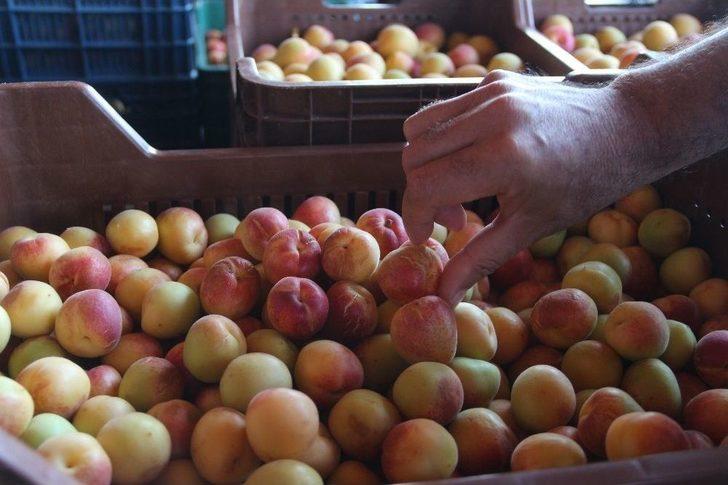 Kayısı 80 Kuruşa Düştü G2