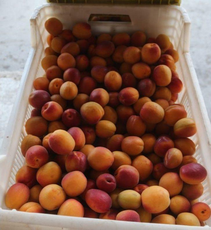 Kayısı 80 Kuruşa Düştü G5