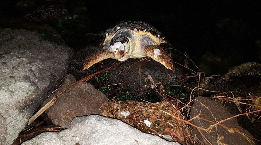 İzmir&rsquo;de Caretta Caretta Karaya Vurdu