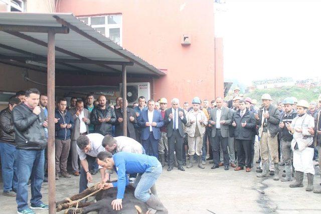 Madenci Amasra’da Kurban Kesti