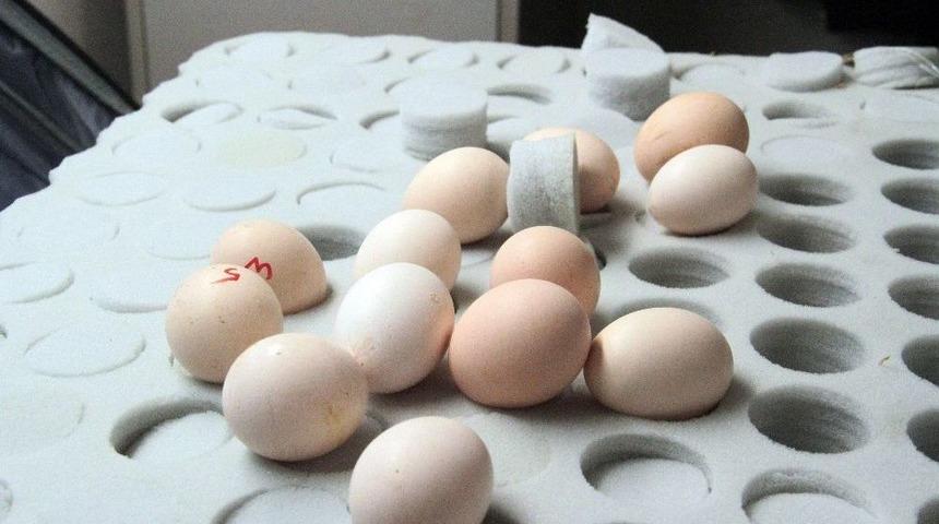 Atatürk Havalimanı’nda 802 Adet Ejderha Tavuğu Yumurtası Ele Geçirildi