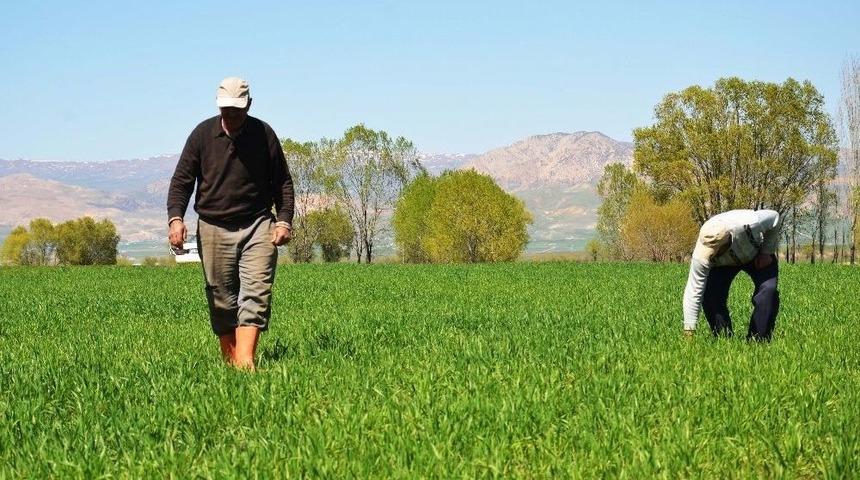 Muş&rsquo;ta Erken Ekim Yapan &Ccedil;ift&ccedil;ilerin Y&uuml;z&uuml; G&uuml;l&uuml;yor