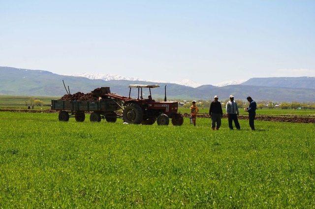 Muş’ta Erken Ekim Yapan Çiftçilerin Yüzü Gülüyor