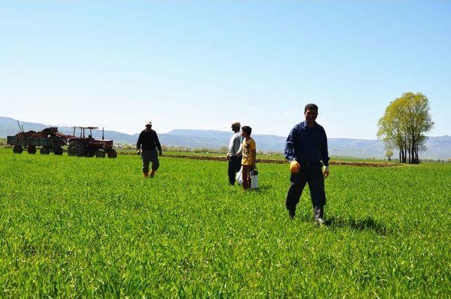 Muş’ta Erken Ekim Yapan Çiftçilerin Yüzü Gülüyor