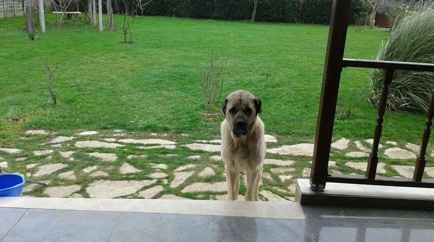 &ldquo;barut&rdquo;u Bulana &Ouml;d&uuml;l Var