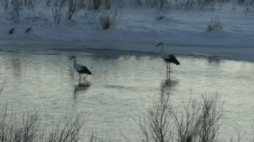 G&ouml;&ccedil; Edemeyen Leylekler Sibirya Soğuklarında Kars&rsquo;ta Kaldı