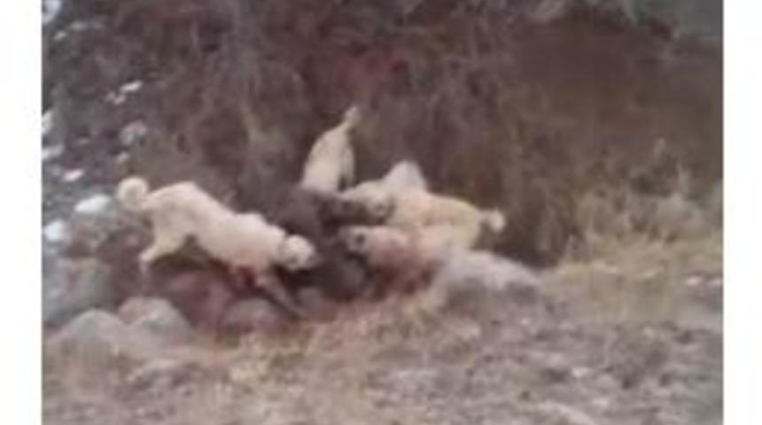 S&uuml;r&uuml;ye Saldıran Dev Yaban Domuzunu Kangal K&ouml;pekleri Boğdu