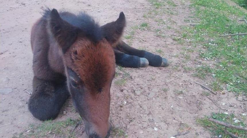 Hayvanseverler, Annesinin Terk Ettiği Yabani Yavru Ata Sahip &Ccedil;ıktı