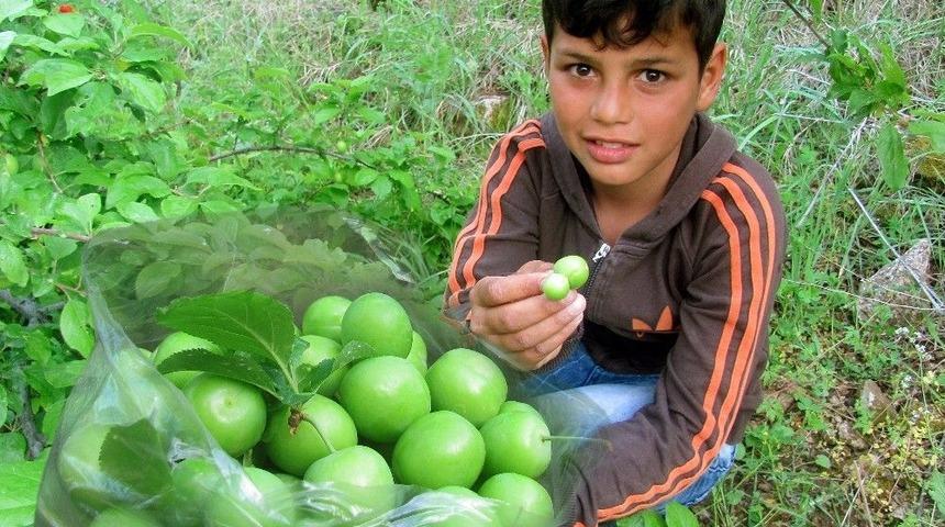 Bu Bah&ccedil;eden Erik Toplamak Bedava
