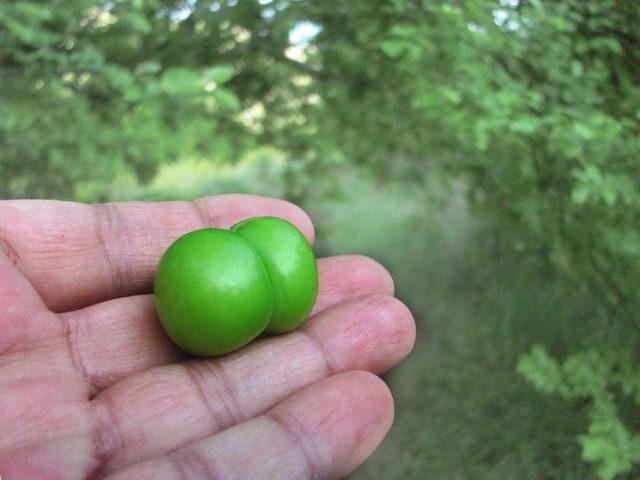 Bu Bah&ccedil;eden Erik Toplamak Bedava 1