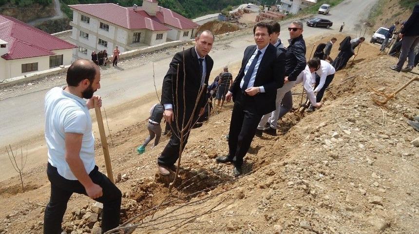 K&uuml;rt&uuml;n&rsquo;de Meyve Fidanları Toprakla Buluştu