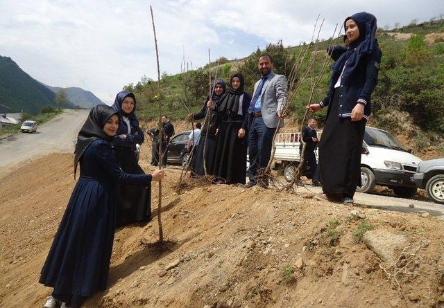 Kürtün’de Meyve Fidanları Toprakla Buluştu