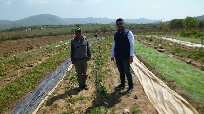 Salihli’de Fidanlar Gelişecek