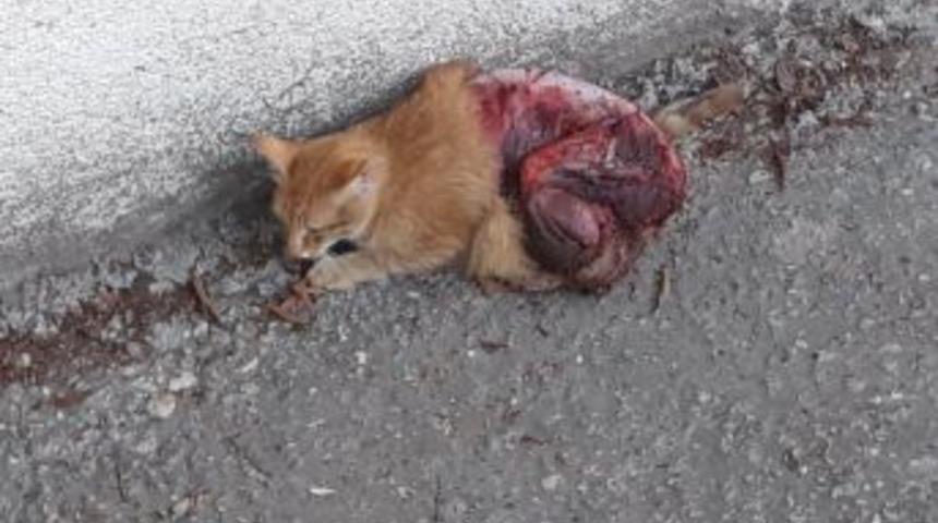 Antalya&rsquo;da Kediye Vahşet