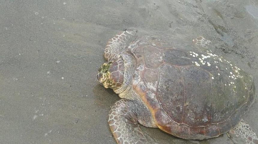 D&ouml;rtyol Sahilinde Yaralı Caretta Caretta Bulundu