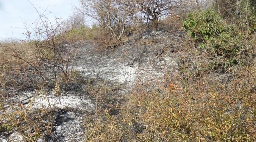 Sinop&rsquo;ta &Ouml;rt&uuml; Yangını