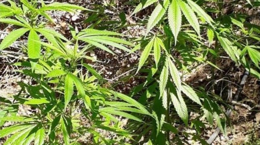 Manisa&rsquo;da Zehir Ormanı