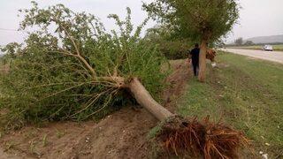 Fırtına Adana’da Ağaçları Kökünden Söktü