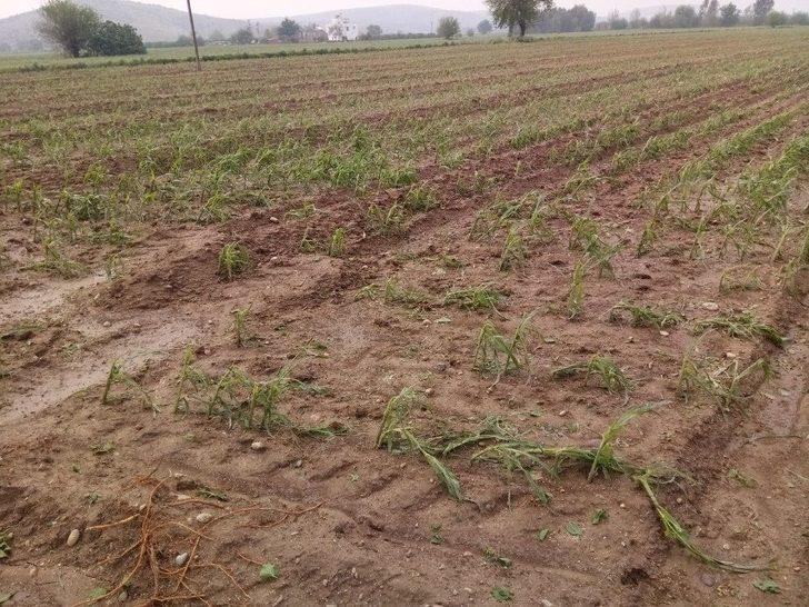 Fırtına Adana’da Ağaçları Kökünden Söktü G1